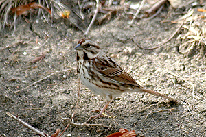 Song Sparrow